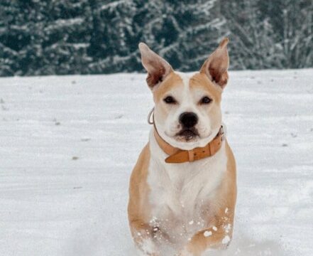 staffordshire-bull-terrier