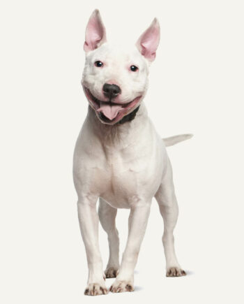 staffordshire-bull-terrier-guia-racas