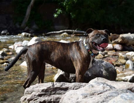 staffordshire-bull-terrier-saudavel