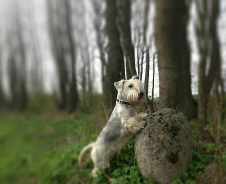 terrier-checo