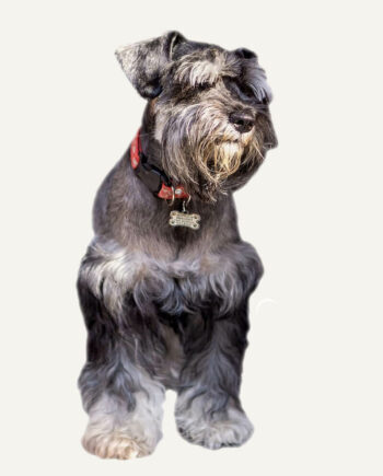 terrier-checo-guia-racas