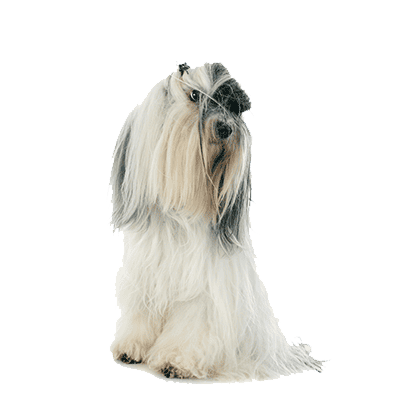 terrier-tibetano