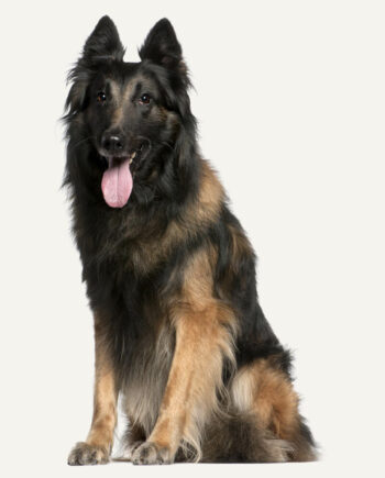 tervuren-guia-racas