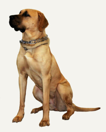 tosa-inu-guia-racas