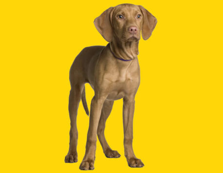vizsla-filhote