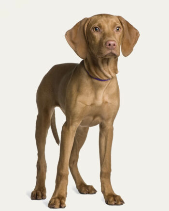vizsla-guia-racas