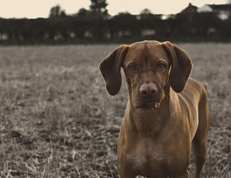 vizsla-saudavel