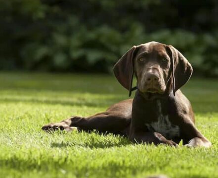 weimaraner-1