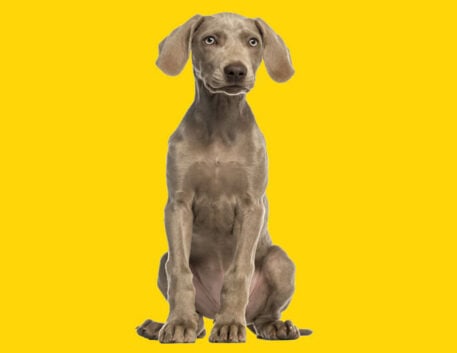 weimaraner-filhote