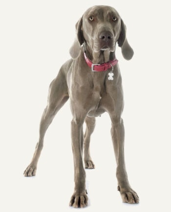weimaraner-guia-racas