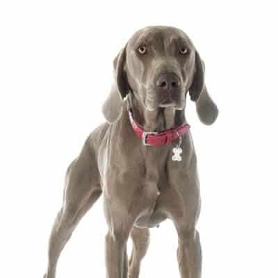 weimaraner