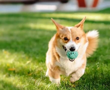 welsh-corgi-cardigan