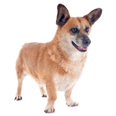 welsh-corgi