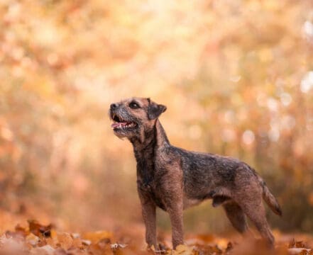 Border-Terrier