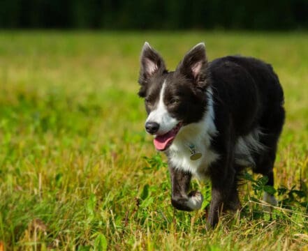 Cachorro-Border-Collie