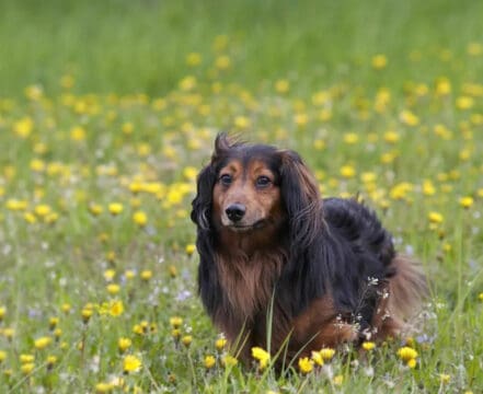 Cachorro-Dachshund