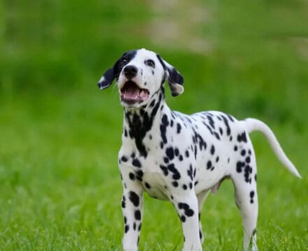 Cachorro-Dalmata