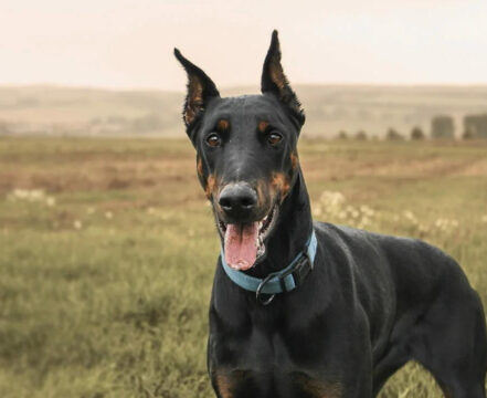 Cachorro-Doberman