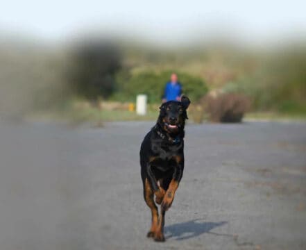 Coonhound