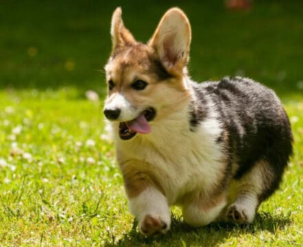 Corgi