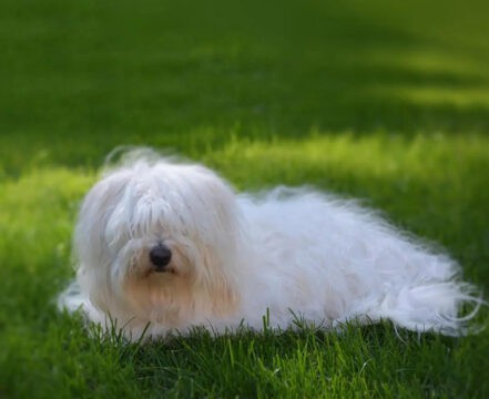 Coton-de-Tulear