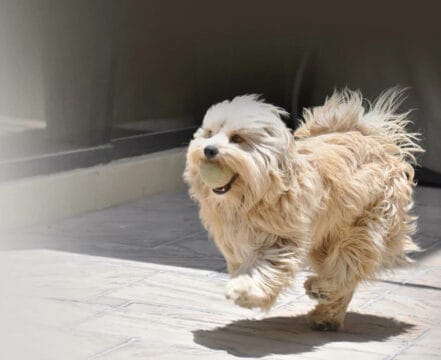 Dandie-Dinmont-Terrier