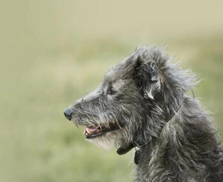 Deerhound