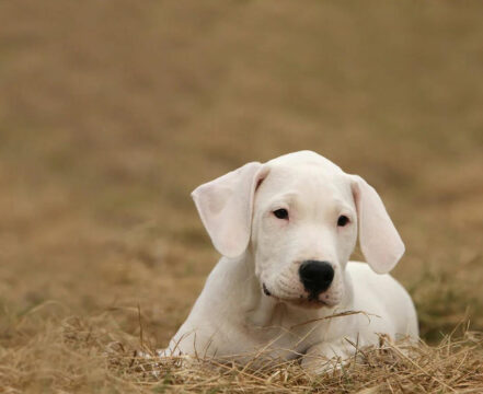 Dogo-Argentino