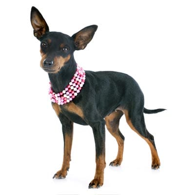 Pinscher-petz