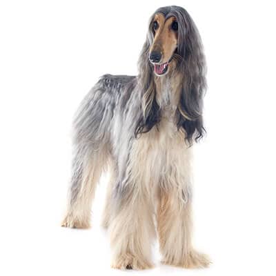 afghan-hound