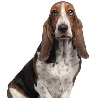 basset-hound-petz
