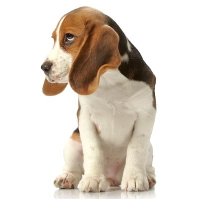 beagle-petz