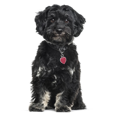 bichon-havanes