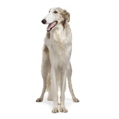 borzoi