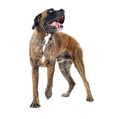 boxer-1