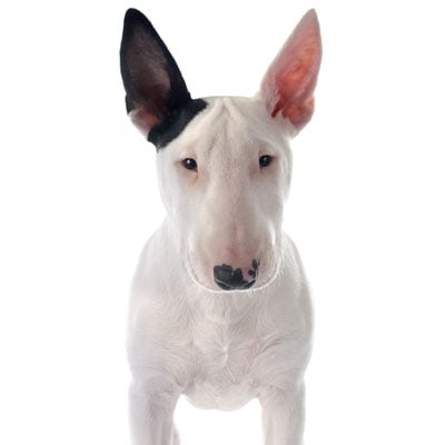 bull-terrier-petz