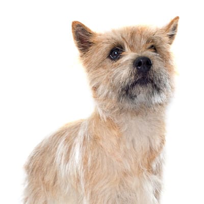 cairn-terrier