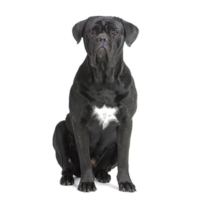 cane-corso
