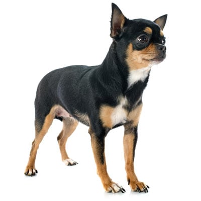 chihuahua-petz