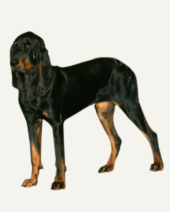 coonhound-preto-e-castanho-guia-racas