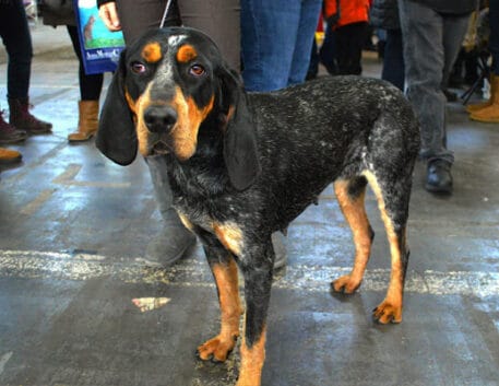 coonhound-preto-e-castanho-saudavel