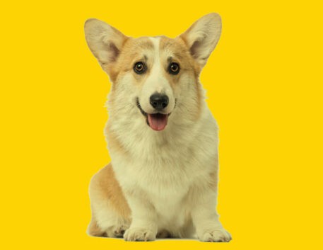 corgi-filhote