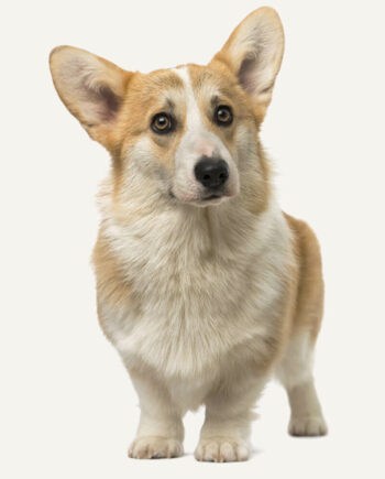 corgi-guia-de-racas