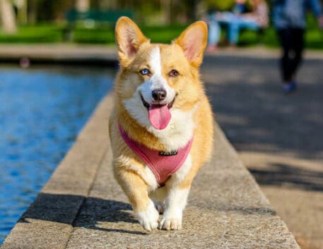 corgi-saudavel