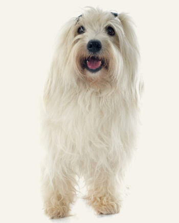 coton-de-tulear-guia-racas