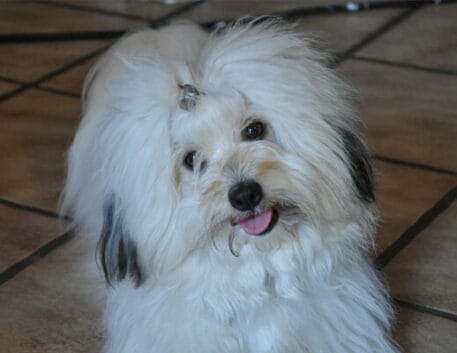 coton-de-tulear-saudavel