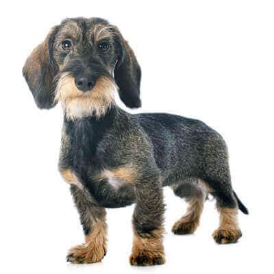 dachshund-1