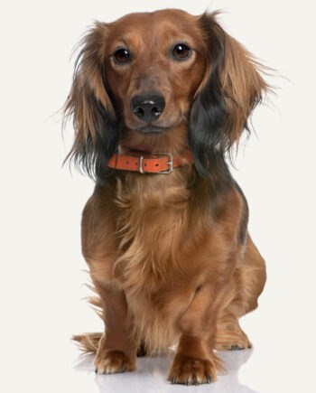 dachshund-guia-racas