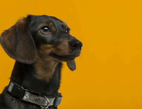 dachshund-saudavel