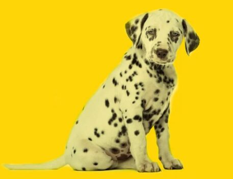 dalmata-filhote